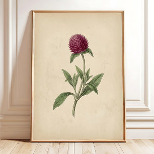 Botanical Globe Amaranth Vintage Print Art