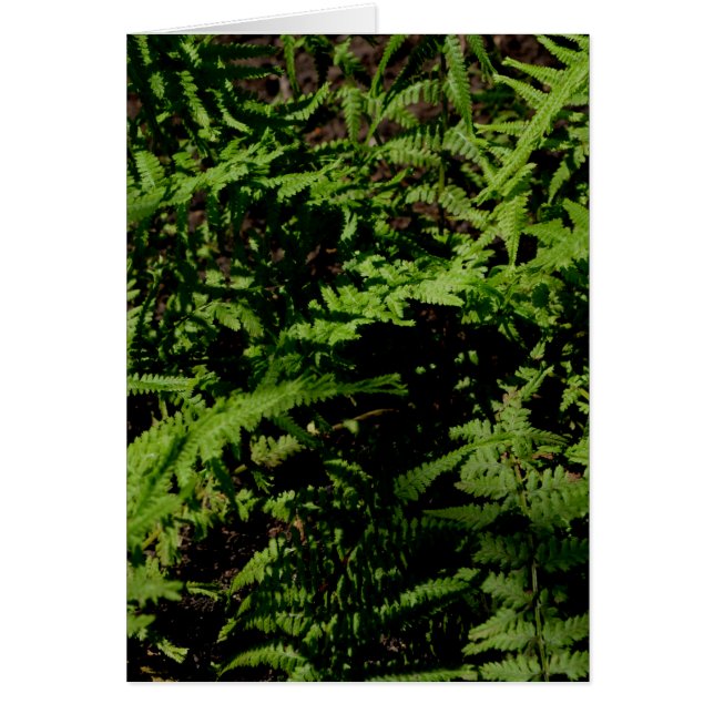 Botanical green Forest Floor Ferns (Front)