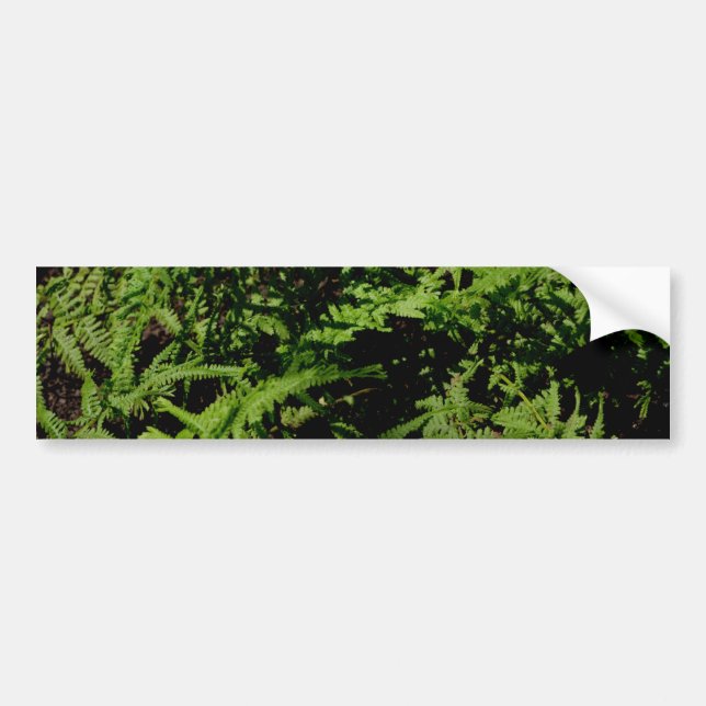 Botanical green Forest Floor Ferns Bumper Sticker (Front)
