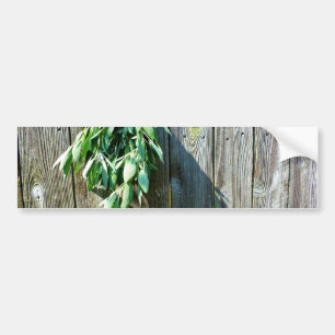 Botanical green herbs distressed wood grain bumper sticker