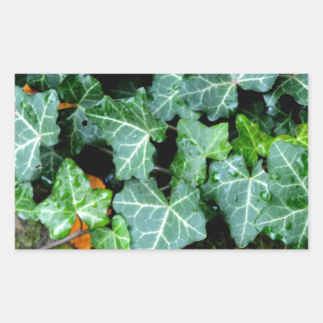 Botanical green Ivy and field stone Rectangular Sticker (Front)