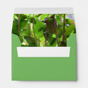Botanical Green Seedlings Photo Custom Address Envelope