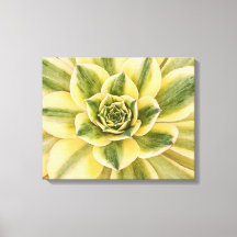 Botanical, Green Succulent photograph on canvas
