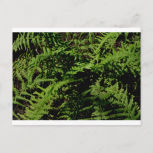 botanical greenery Forest Floor Ferns Postcard