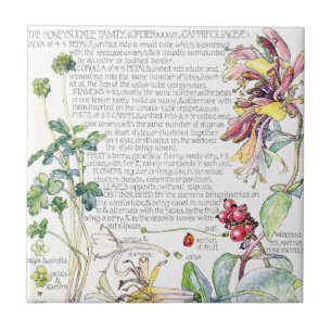 Botanical Honeysuckle Wildflower Flowers Tile