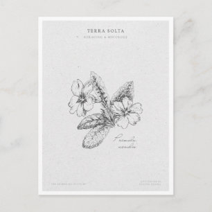 Botanical Illustration 2 'The Awakening of Spring' Postcard