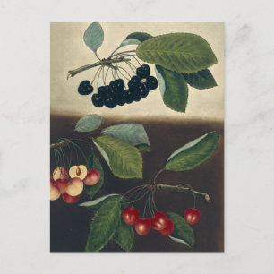 Botanical Illustration of Cherries Postcard