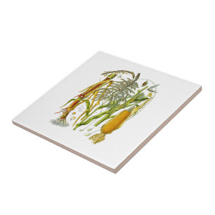 Botanical illustration of Maize plant Tile