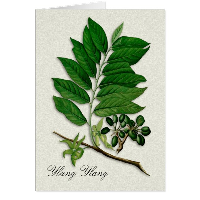 Botanical illustration of Ylang Ylang blank card (Front)