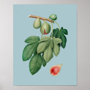 Botanical Illustration Poster