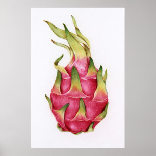 Botanical Illustration Poster