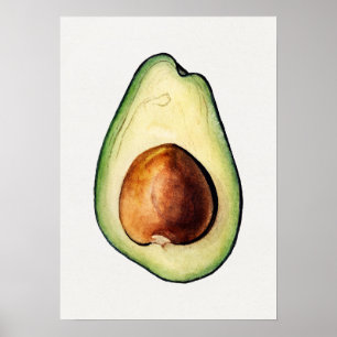 Botanical Illustration Poster