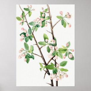 Botanical Illustration Poster