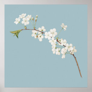 Botanical Illustration Poster