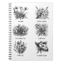 Botanical illustrations