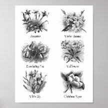 Botanical illustrations