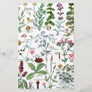 Botanical Illustrations Stationery