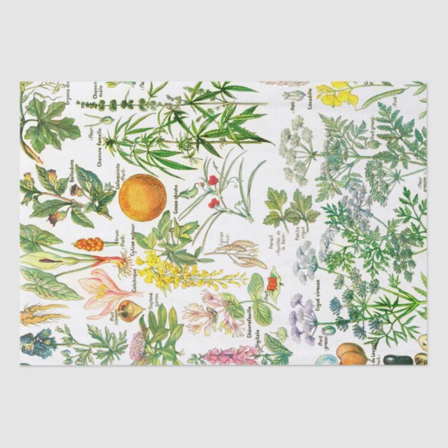 Botanical Illustrations Tissue Paper (Front)