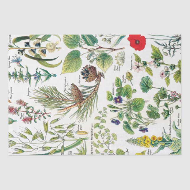 Botanical Illustrations Tissue Paper (Front)