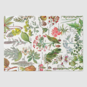 Botanical Illustrations Tissue Paper