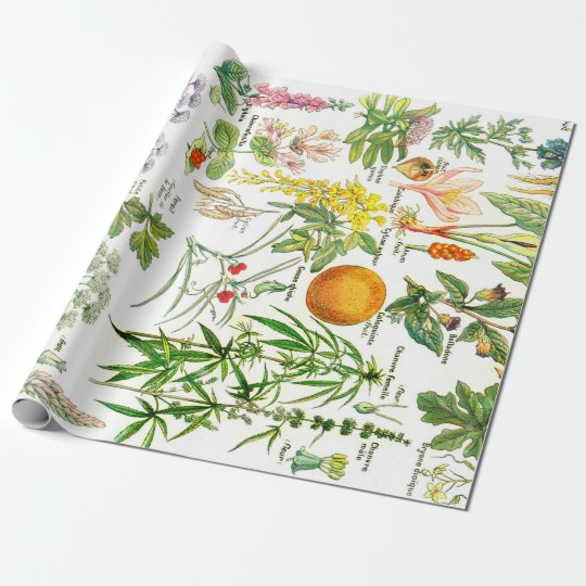 Botanical Illustrations Wrapping Paper Zazzle.co.uk