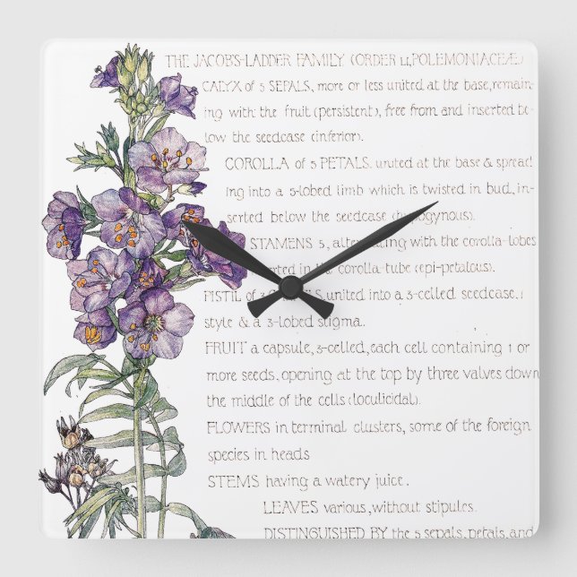 Botanical Jacobs Ladder Family Flowers Wall Clock (Front)