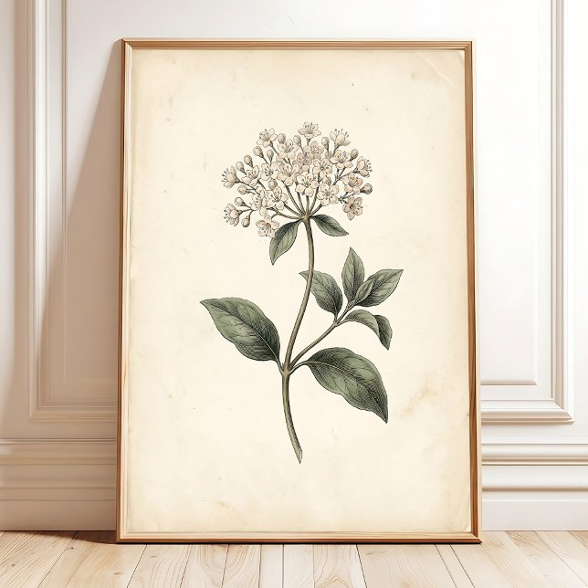 Botanical Laurustinus Wall Art Print (Creator Uploaded)