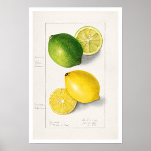 BOTANICAL "LEMONS" AMANDA ALMIRA NEWTON POSTER