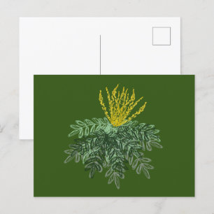 Botanical Mahonia Shrub Hand Drawn Green Postcard