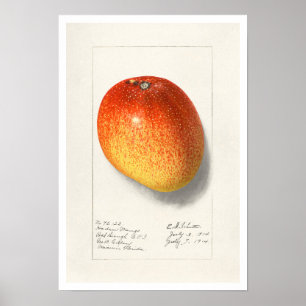 BOTANICAL "MANGO" AMANDA ALMIRA NEWTON POSTER