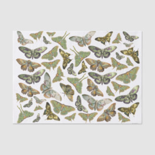 Botanical Moth Silhouette, Luna Moth Collection Tissue Paper
