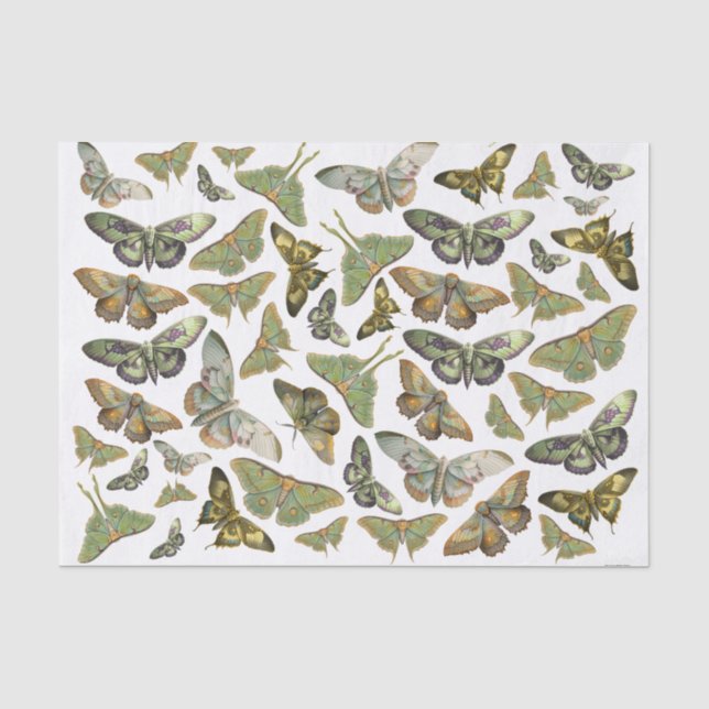 Botanical Moth Silhouette, Luna Moth Collection Tissue Paper (Front)