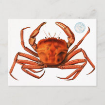 Botanical Nature Drawing of Red Ocean, Sea, Crab