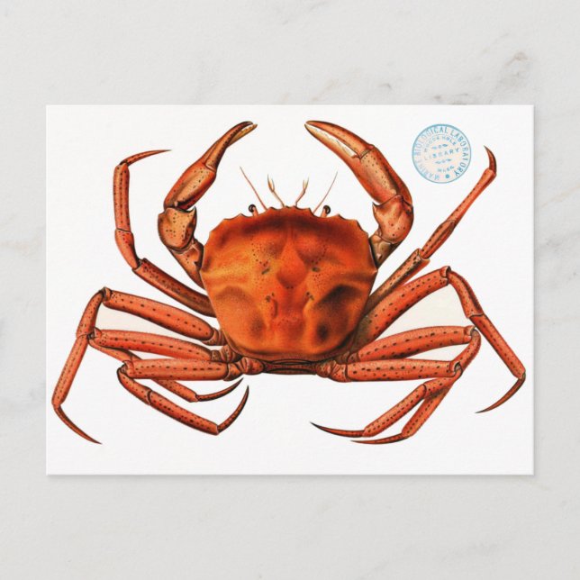 Botanical Nature Drawing of Red Ocean, Sea, Crab Postcard (Front)