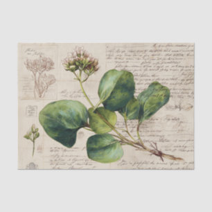 Botanical Nature Drawing Tissue Paper