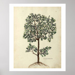 Botanical Olive Tree Poster Print