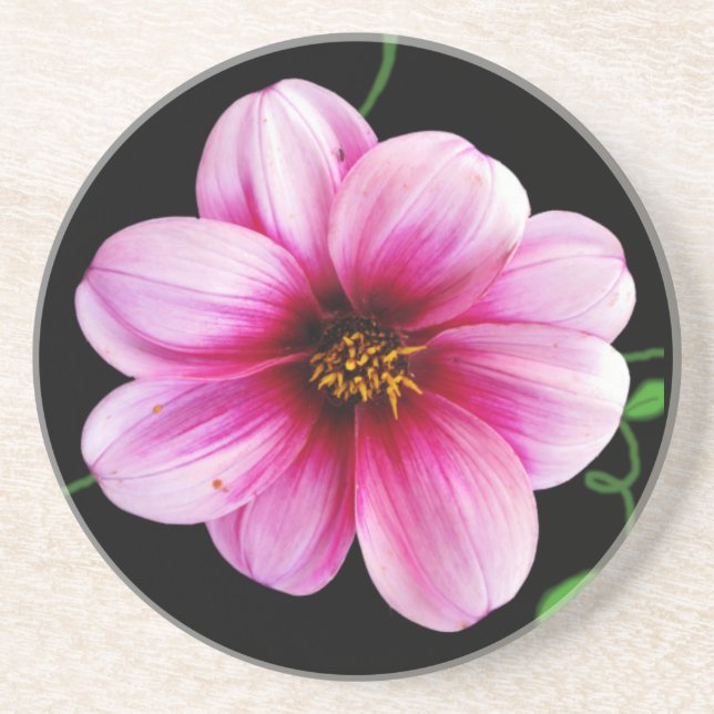 Botanical Pale Pink Dahlia Flower on any Colour Coaster (Front)