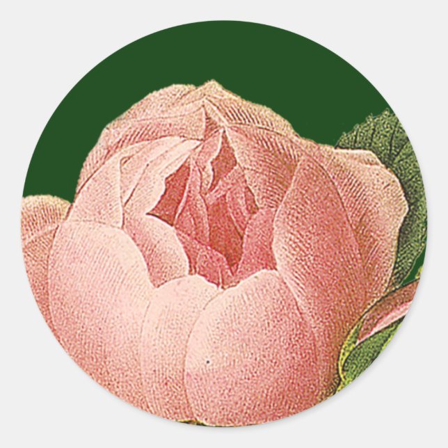 Botanical Pink Cabbage Rose Sticker (Front)