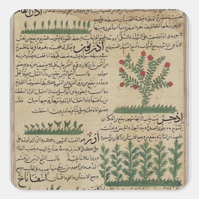 Botanical plants, illustration from 'The Square Sticker (Front)