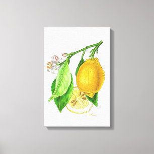 Botanical plate: lemon 'Limonier ferraris' Canvas Print