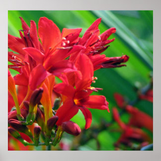 Botanical Poster