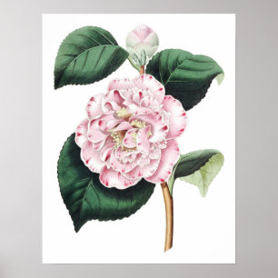 Botanical PREMIUM QUALITY print of camellia
