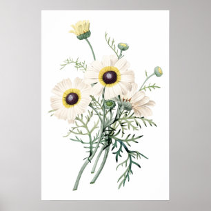 Botanical PREMIUM QUALITY print of chrysanthemum