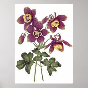 Botanical PREMIUM QUALITY print of columbines