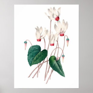 Botanical PREMIUM QUALITY print of cyclamen