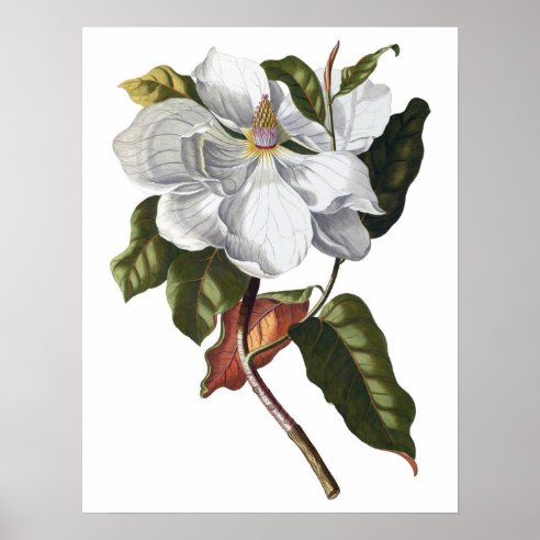 Magnolia Art & Wall DÃ©cor | Zazzle.co.uk