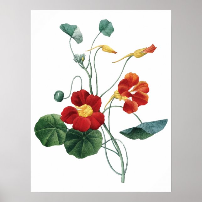 Botanical PREMIUM QUALITY print of nasturtium (Front)