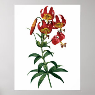 Botanical PREMIUM QUALITY print of red lily