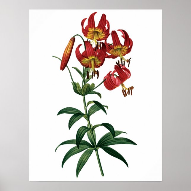 Botanical PREMIUM QUALITY print of red lily (Front)