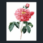 Botanical PREMIUM QUALITY print of rose<br><div class="desc">This beautiful unique illustration was manually digitally restored and it represents the finest quality - now available for your home decoration. Originally made by the "The Raphael of flowers",  Belgian painter and botanist,  who worked for both Queen Marie Antoinette and Empress Joséphine,  the wife of Napoleon Bonaparte.</div>